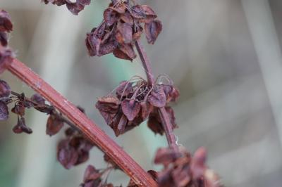 <i>Rumex crispus</i>