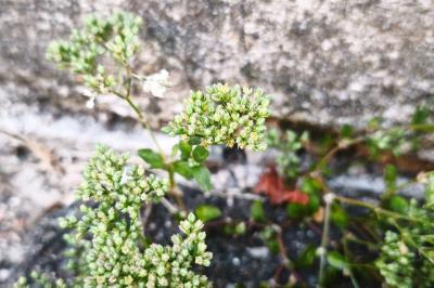 <i>Polycarpon tetraphyllum</i>