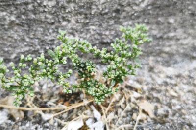 <i>Polycarpon tetraphyllum</i>