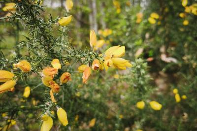<i>Ulex europaeus</i>