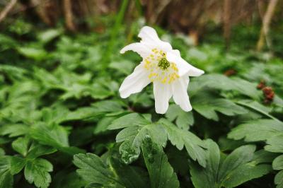 <i>Anemone nemorosa</i>