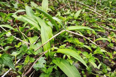 <i>Allium ursinum</i>