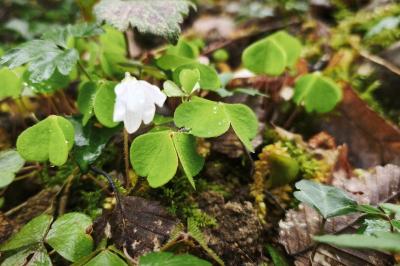 <i>Oxalis acetosella</i>