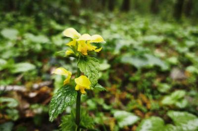 <i>Lamium galeobdolon</i>