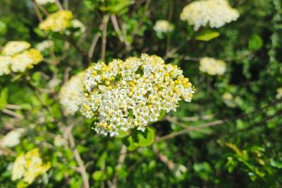 <i>Viburnum lantana</i>
