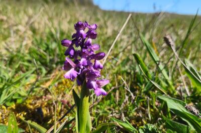 <i>Anacamptis morio</i>