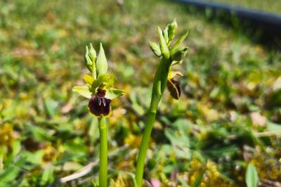 <i>Ophrys aranifera</i>