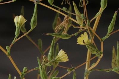 <i>Lactuca serriola</i>