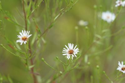 <i>Symphyotrichum lanceolatum</i>