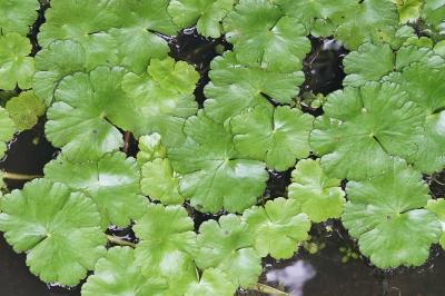 <i>Hydrocotyle ranunculoides</i>