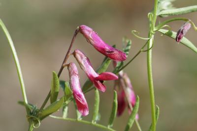<i>Vicia benghalensis</i>
