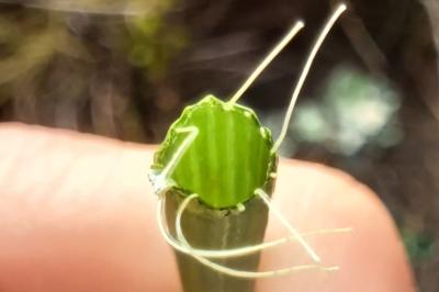 <i>Equisetum fluviatile</i>