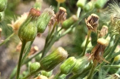 <i>Erigeron sumatrensis</i>