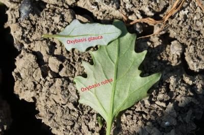 <i>Oxybasis glauca</i>