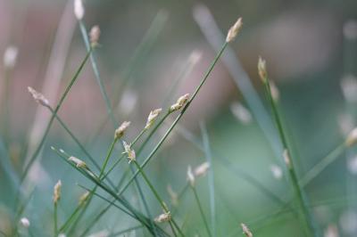 <i>Eleocharis acicularis</i>