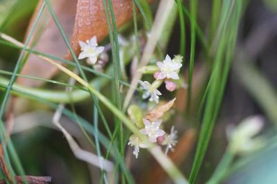 <i>Hydrocotyle vulgaris</i>