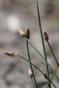 <i>Eleocharis ovata</i>