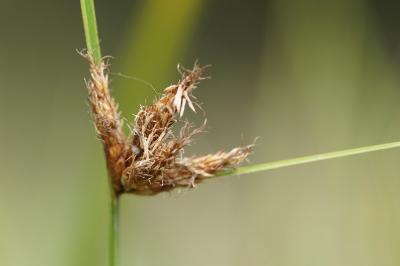 <i>Bolboschoenus planiculmis</i>