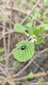 <i>Hedera helix</i>