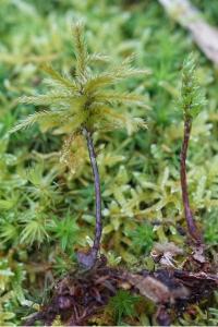 <i>Climacium dendroides</i>