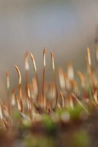 <i>Polytrichum juniperinum</i>