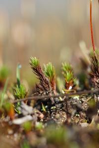 <i>Polytrichum juniperinum</i>