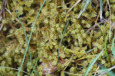 <i>Rhytidiadelphus squarrosus</i>