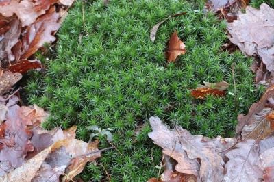 <i>Polytrichum formosum</i>