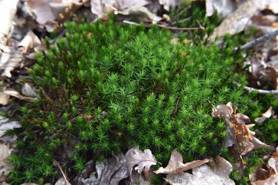 <i>Polytrichum formosum</i>