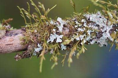 <i>Cryphaea heteromalla</i>
