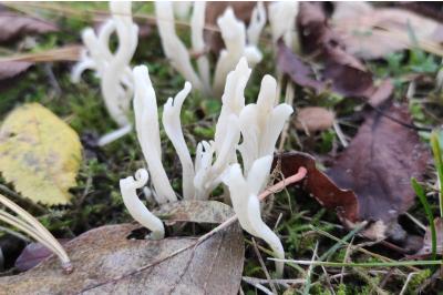 <i>Clavulina rugosa</i>