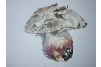 <i>Rubroboletus satanas</i>