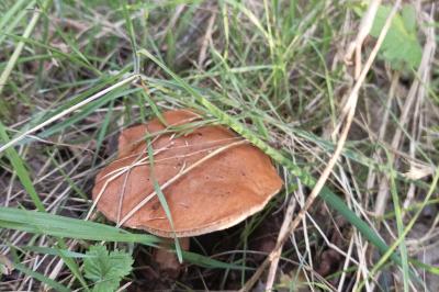 <i>Imleria badia</i>