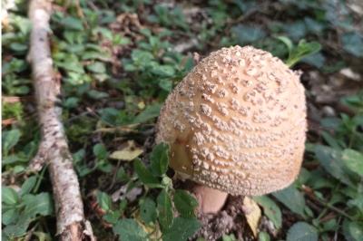<i>Amanita rubescens</i>