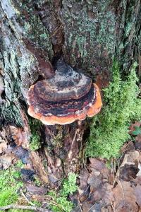 <i>Fomitopsis pinicola</i>