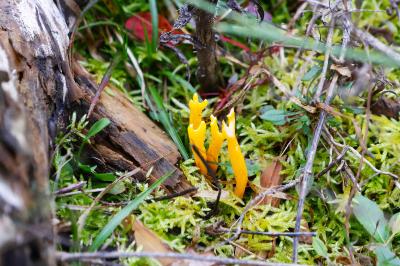 <i>Calocera viscosa</i>