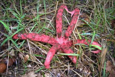 Clathrus archeri