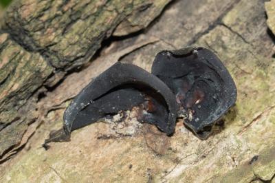 Auricularia auricula-judae