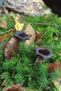 <i>Craterellus cornucopioides</i>