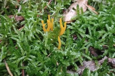 <i>Calocera viscosa</i>