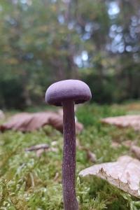 <i>Laccaria amethystina</i>