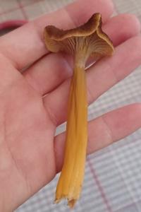 <i>Craterellus tubaeformis</i>