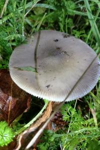 <i>Amanita vaginata</i>
