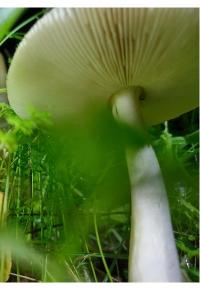 <i>Amanita vaginata</i>