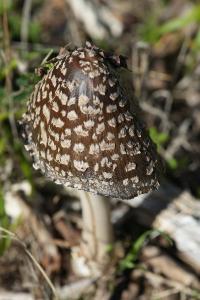 <i>Coprinopsis picacea</i>