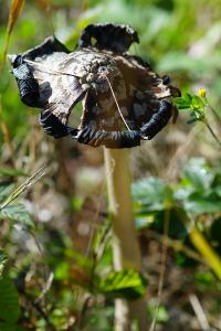 <i>Coprinopsis picacea</i>