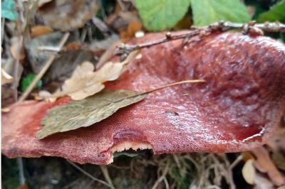 <i>Fistulina hepatica</i>