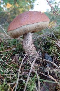 <i>Leccinum versipelle</i>