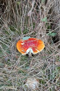 <i>Amanita muscaria</i>