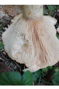 <i>Lactarius deliciosus</i>